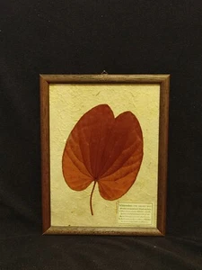 The Golden Leaf "Bauhinia Aureifolia" Pressed & Framed Leaf - Picture 1 of 5