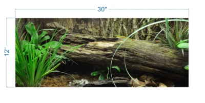 Fondo Terrario Medio Ambiente Tropical - Vinilo Gráfico Adhesivo TR0005 Foto 1 de 3