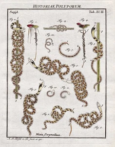 Tab XCII ortillero pólipo cnidarian grabado grabado en cobre Rösel Rosenhof 1746 - Imagen 1 de 1