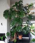 Giant Monstera Deliciosa / Cutleaf Philidendron 2-3ft LIVE plant shipped from FL
