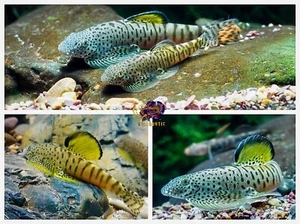 Rare Limited - X1 Spotted Yellow Fin Hillstream Loach Algae Eater - Picture 1 of 1
