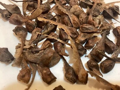 Semillas de arce italiano (ACER OPALUS) (arce ornamental) Foto 1 de 4