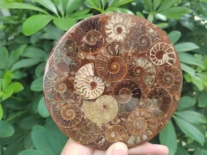 Natural Ammonite Disc Fossil Conch Specimen Healing +Stand 1PC 100G+ - Picture 1 of 16