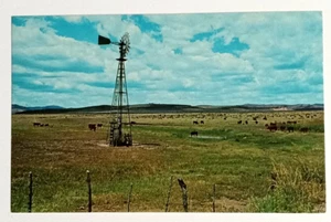 Texas Cattle at Watering Time Cows Landscape Scenic View TX UNP Postcard c1960s - Picture 1 of 2
