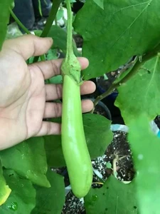 Asian Green Fingers /Thai long green 25 Seeds Eggplant 0.15g container variety - Picture 1 of 7