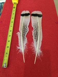 Z6 Pair Sweetgrass Turkey Tail Feather - Picture 1 of 1