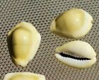 1pc x 24.8 mm Cypraea MONETARIA MONETA RHOMBOIDES Cowry Seashell  _