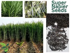 Super Napier Grass ,Hybrid Grass Elephant Grass Seed (200 seeds) per packet ,FS - Picture 1 of 4