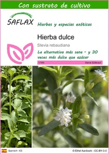 SAFLAX - Hierba dulce - 100 semillas - Con sustrato - Stevia - Imagen 1 de 9