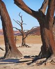 Dead Tree Desert  5D DIY Full Drill Diamond Painting Cross Stitch Decor