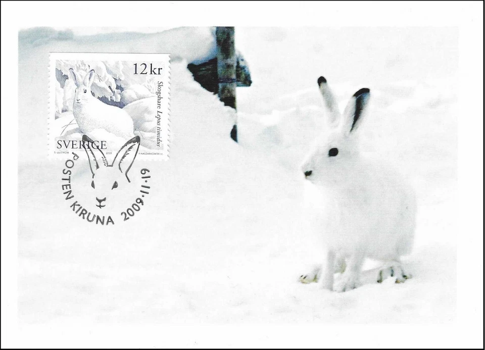 Rabbit Bunny White Winter Mountain Hare Sweden Mint Maxi FDC Card 2009 - Image 1 of 1