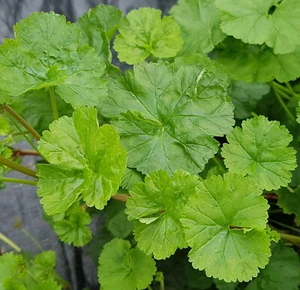 Coconut Scented Pelargonium x 1 Plant " P. grossularioides " ------ Geranium - Picture 1 of 5