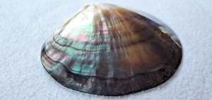 Perlmutt Muschel Süßwassermuschel Perlmuttmuschelschale Deko Seifenschale 11cm - Bild 1 von 4