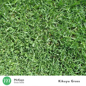 McKays Kikuyu Grass Seed Blend - 3kg - Lawn Seed (Contains 20% Kikuyu) - Picture 1 of 2