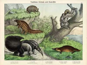 1886 SCHUBERT CHROMOLITHOGRAPHIE Gürteltier, Schnabeltier, Schuppentier, Ameisenbär, Faultier - Bild 1 von 3
