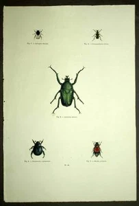 Insecte entomologie GOLIATH, CYANIPENNIS, RUTELA LINEOLA gravure aquarellée 19e - Bild 1 von 2
