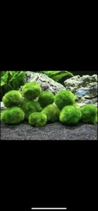 2" inch Marimo Moss Ball (Cladophora Live Aquarium Plant) Fish Tank plant - Picture 1 of 5