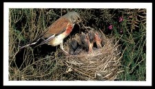 Grandee Britain's Wayside Wildlife 1988 - Linnet No. 7