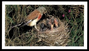 Grandee Britain's Wayside Wildlife 1988 - Linnet No. 7
