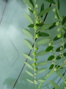 Chanca Piedra Niruri Phyllanthus debilis Hojas enteras Protección del hígado - Imagen 1 de 5