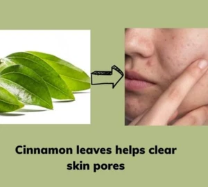 DRIED CINNAMON LEAVES 100+ ORGANIC PURE HERB PREMIUM QUALITY - Picture 1 of 6