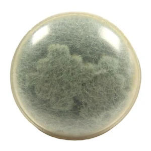 Vintage Celluloid Wool Felt Incased Button 1 5/8" - Picture 1 of 4