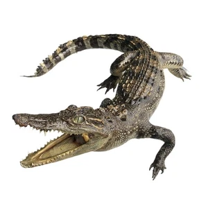 1 PC real crocodile taxidermy specimen animal rare decor stuffed craft 80-90cm - Picture 1 of 2