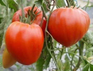 35 Graines - Tomate Cœur de Bœuf Rouge - Ancienne - Semences Paysannes - BIO - Picture 1 of 1