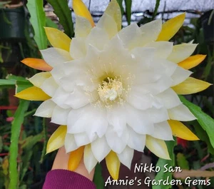 Epiphyllum Nikko San Unrooted Cuttings - 8 to 10 inches long - Picture 1 of 6