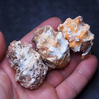 3pcs 46-52mm Gastropod Transparent Fossil Chalcedony mineral Agate Jurassic 17 - Image 1 of 3