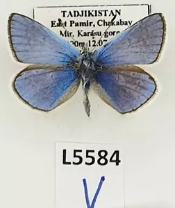 Lycaenidae, Polyommatus hunza, macho, A1, Tayikistán - Imagen 1 de 2