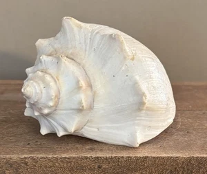 Vintage White Lightning Whelk Seashell Large Sea Shell Swirl Point Horn Beach - Picture 1 of 10