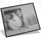 Placemat Mousemat 8x10 BW - Adorable Pet Rat Sleeping Gift Box  #42768