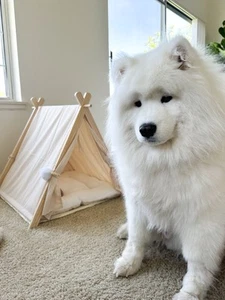 Pet Tent For Cat And Small Dog - Picture 1 of 5