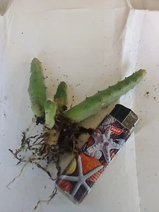 Pianta - radice Nuda Huernia ERINACEA - Qnt Limitata - Imagen 1 de 4