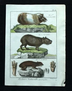 LE COCHON D'INDE, LE CABIAI ou CAPYBARA gravure de Buffon aquarellee 1790 - Picture 1 of 1