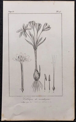 1846 - Colchique des Pyrénées ou safran - Gravure ancienne (Botanique) - Fleur - Photo 1/3