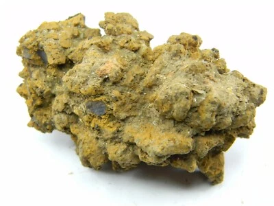 Coprolite from a giant ancient Turtle Fossil Madagascar 69.91 grams - Image 1 of 4