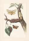 Schwammspinner Lymantria dispar Farbdruck von 1959 Nachtfalter Schmetterlinge Ra