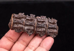  Vértebras de peces fósiles asociados Cretácico Kansas 0783 - Imagen 1 de 4