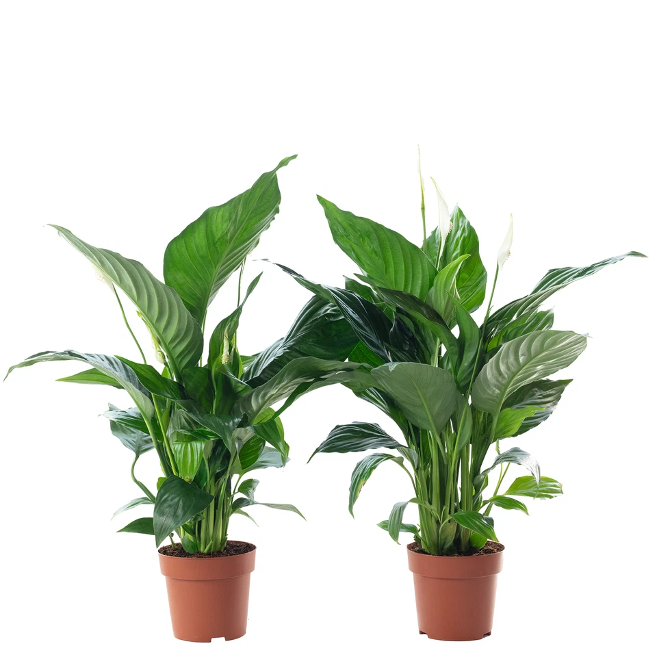 2er-Set Einblatt 3-5 Blüten/Knospen - Spathiphyllum - Höhe ca. 50 cm, Topf-Ø 13  - Bild 1 von 1