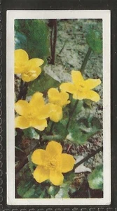 BROOKE BOND (TEA)-WILD FLOWERS 1ST SERIES (PAPER THIN) 1955-#08- QUALITY CARD!! - Picture 1 of 2