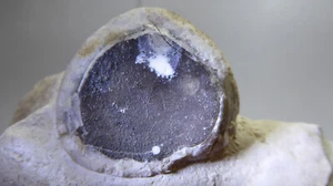 Sehr detailreicher Seeigel:Echinocorys sulcata mit Chalcedonblasen Limfjord DK - Bild 1 von 10