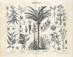 1887 CANNABIS AGAVE AMERICANA BAHIA PIASSAVA NEW ZEALAND HEMP Engraving Print - Picture 1 of 1