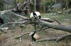 Giant Pandas,Smithsonian's National Zoo,Washington,DC,Carol Highsmith