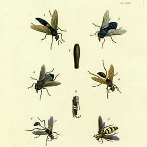 1773 DRU DRURY, & MOSES HARRIS handkolorierte Gravur, EXOTISCHE INSEKTEN, Pl. XLIV - Bild 1 von 7