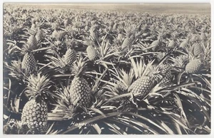 1920 Honolulu, Hawai - FOTO REAL Agricultura, Campo de Piñas - Postal De Colección - Imagen 1 de 2