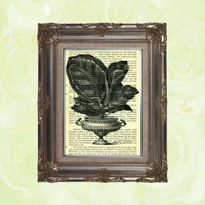 Antique Book Page Art Print: Vintage Botanical on 1902 German Text, Shirley Hibb - Picture 1 of 2