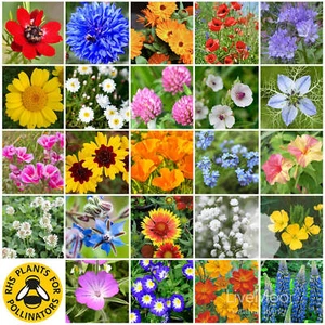 Wild Flower Seeds - LiveMoor - Save the UK Bees - Various Sizes - Picture 1 of 6