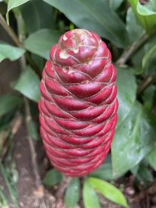 20 HAWAII GROWN Red Shampoo Ginger Rhizomes Zingiber Zerumbet Awapuhi Organic - Picture 1 of 10